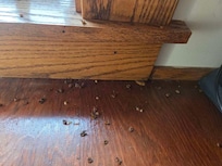 Infested with Asian beetles