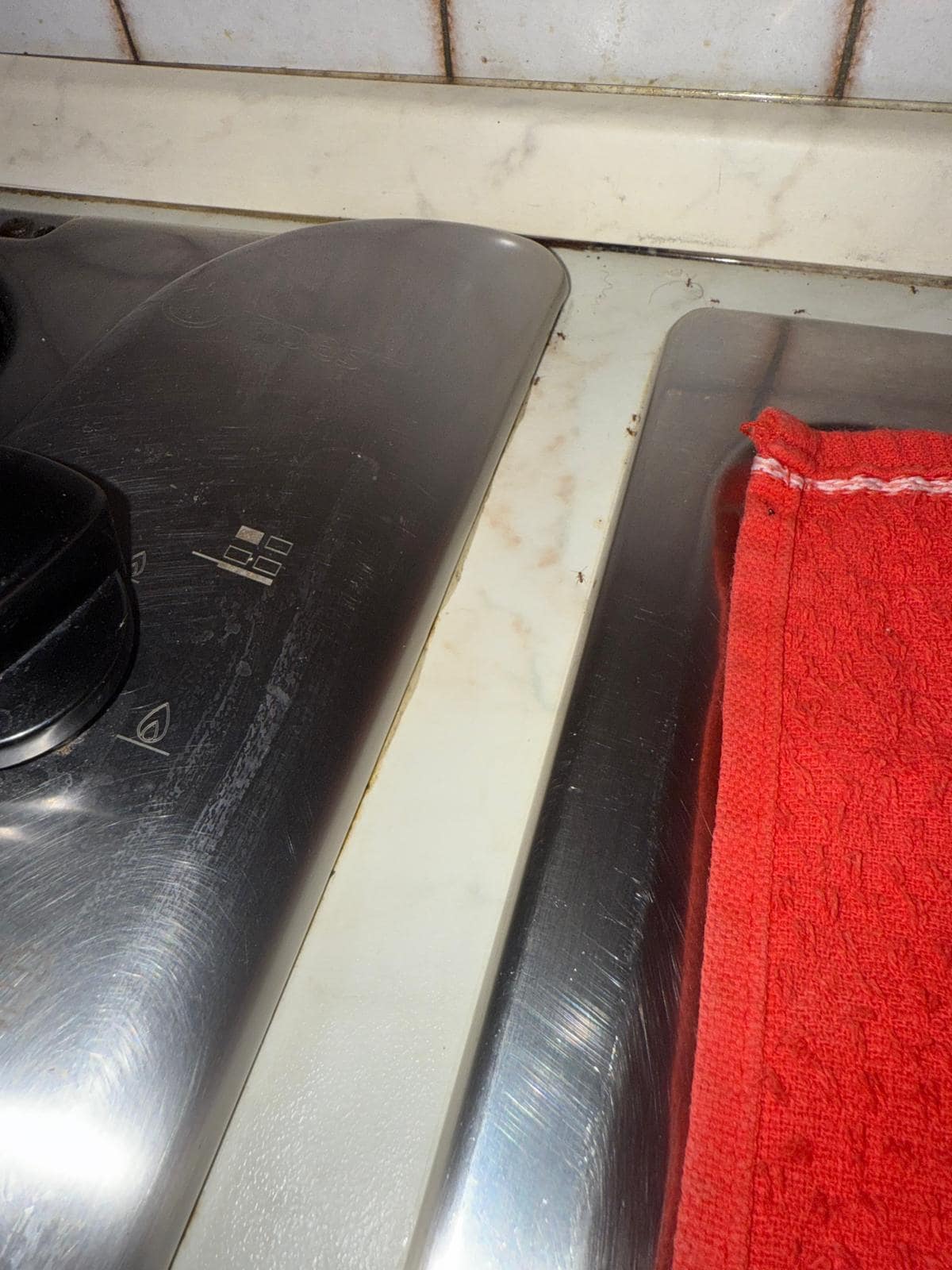 Infestation d'insectes, cuisine