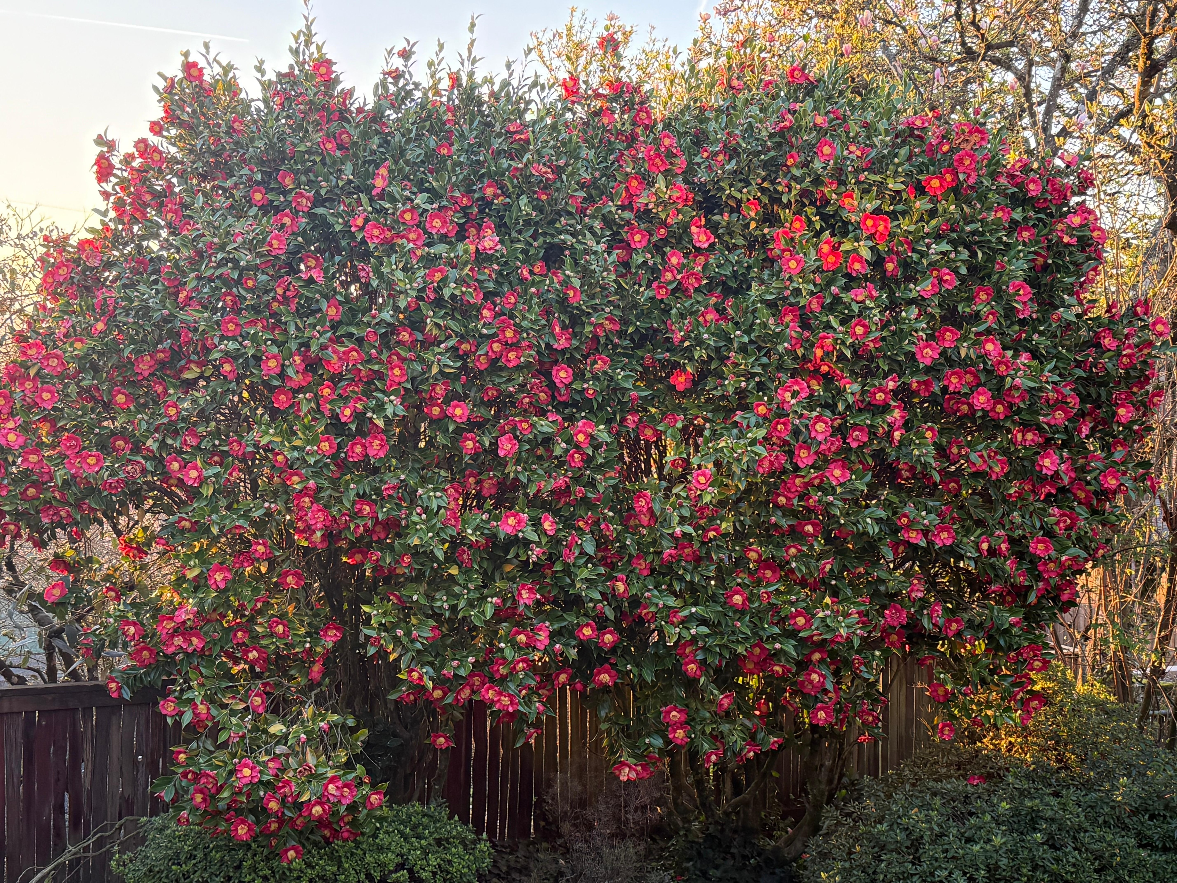 Pretty blooms in the yard. 