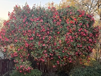 Pretty blooms in the yard.