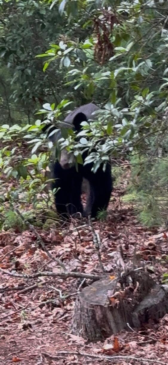 Cub 