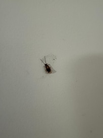 Bug found in room