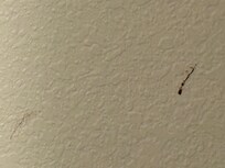 Blood splatter on wall in closet.