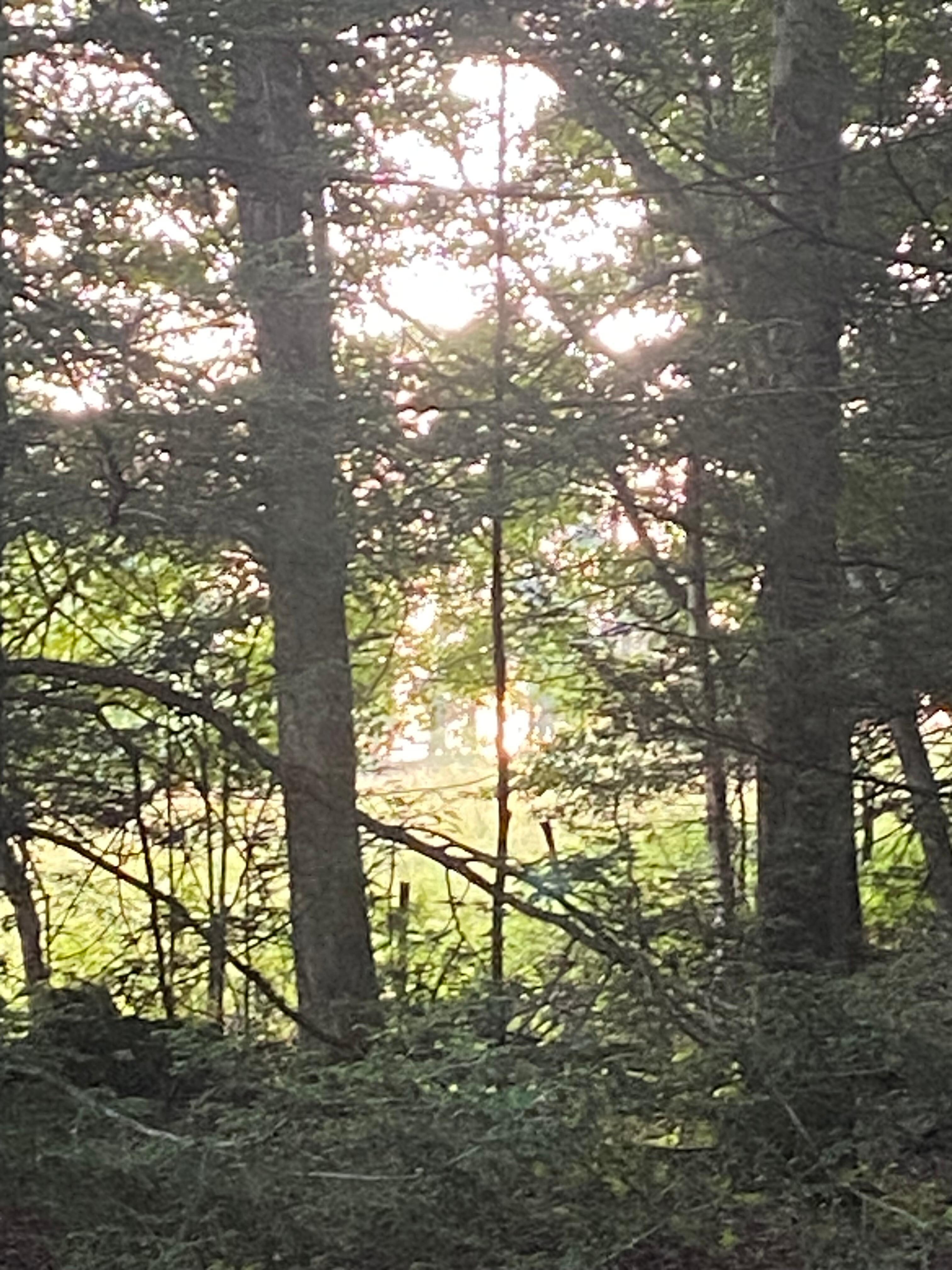 Photo on walk