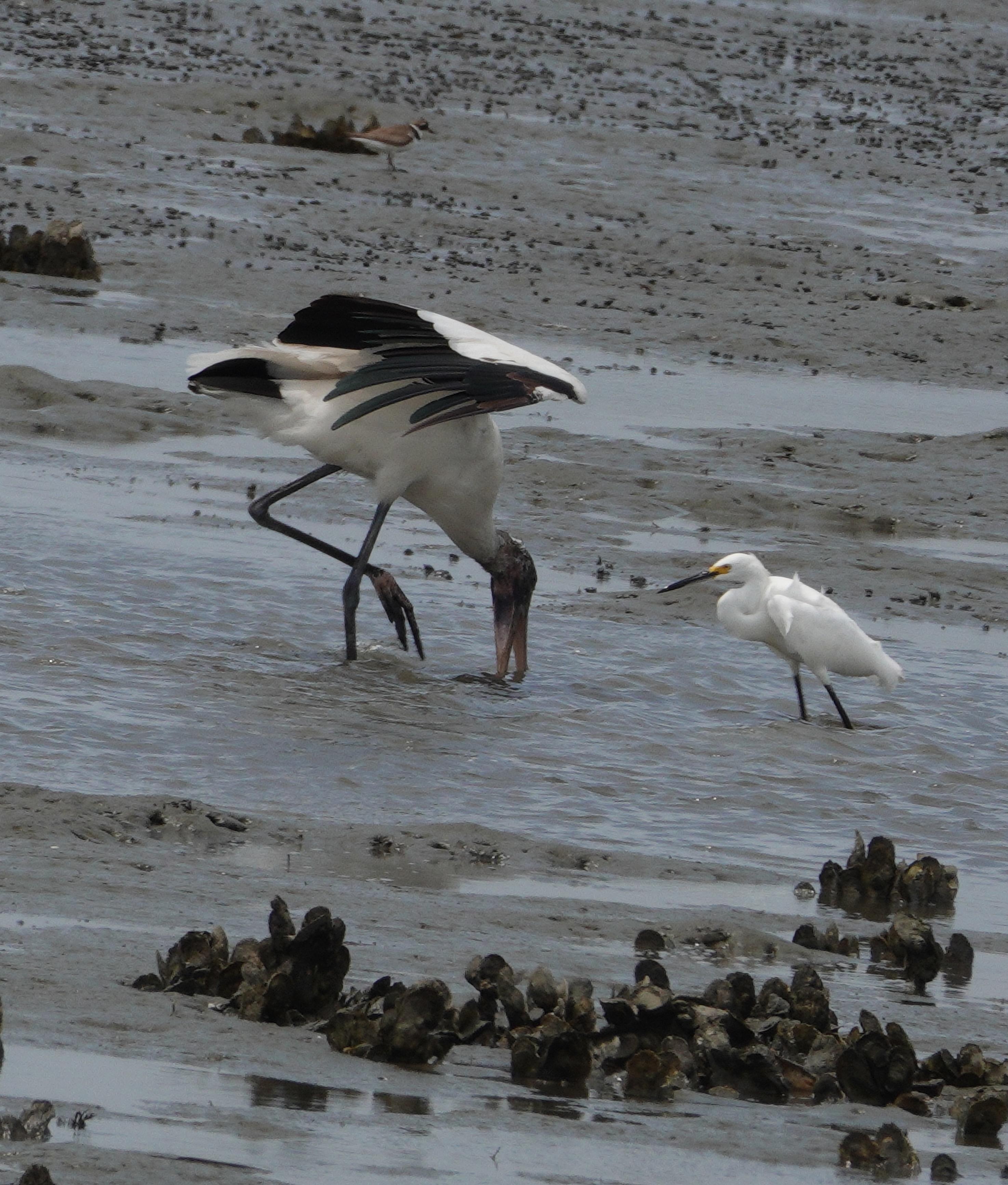 Wood stork and Snowy egret