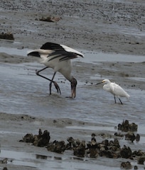 Wood stork and Snowy egret