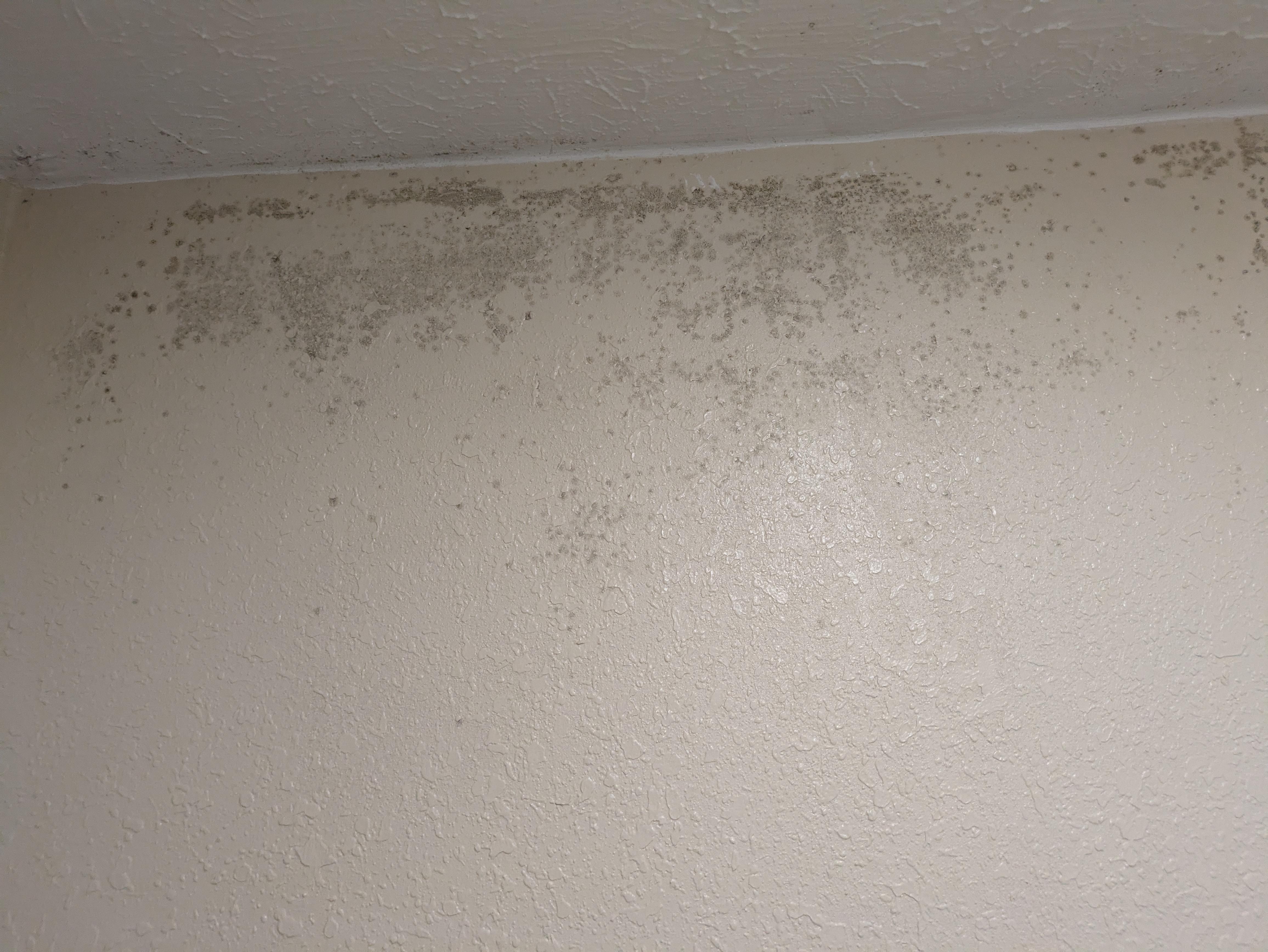 Mold all over the wall, close to the ceiling, in the bathroom.
