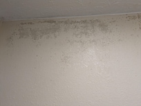 Mold all over the wall, close to the ceiling, in the bathroom.