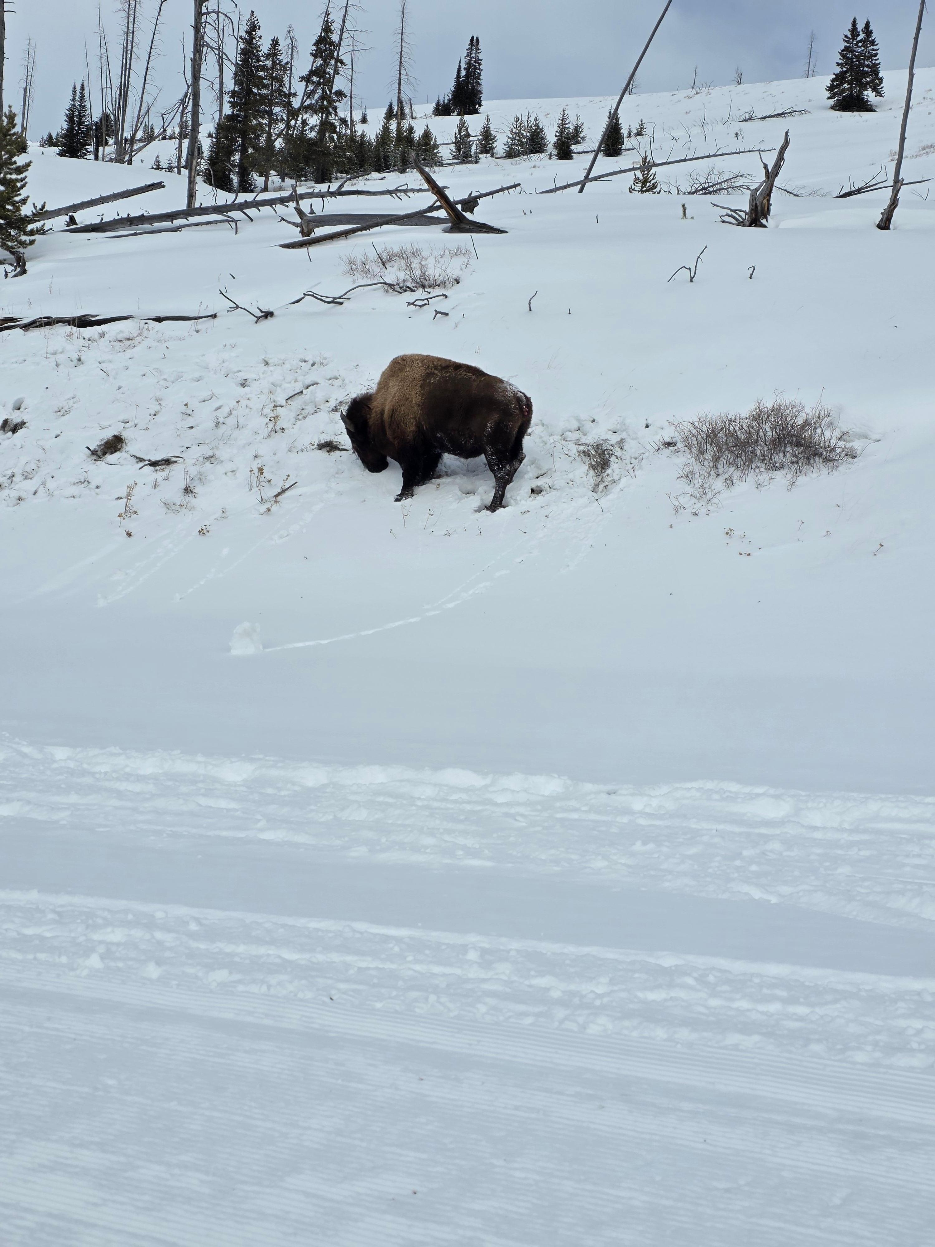 Bison in Yellowstone (snowmobile tour)