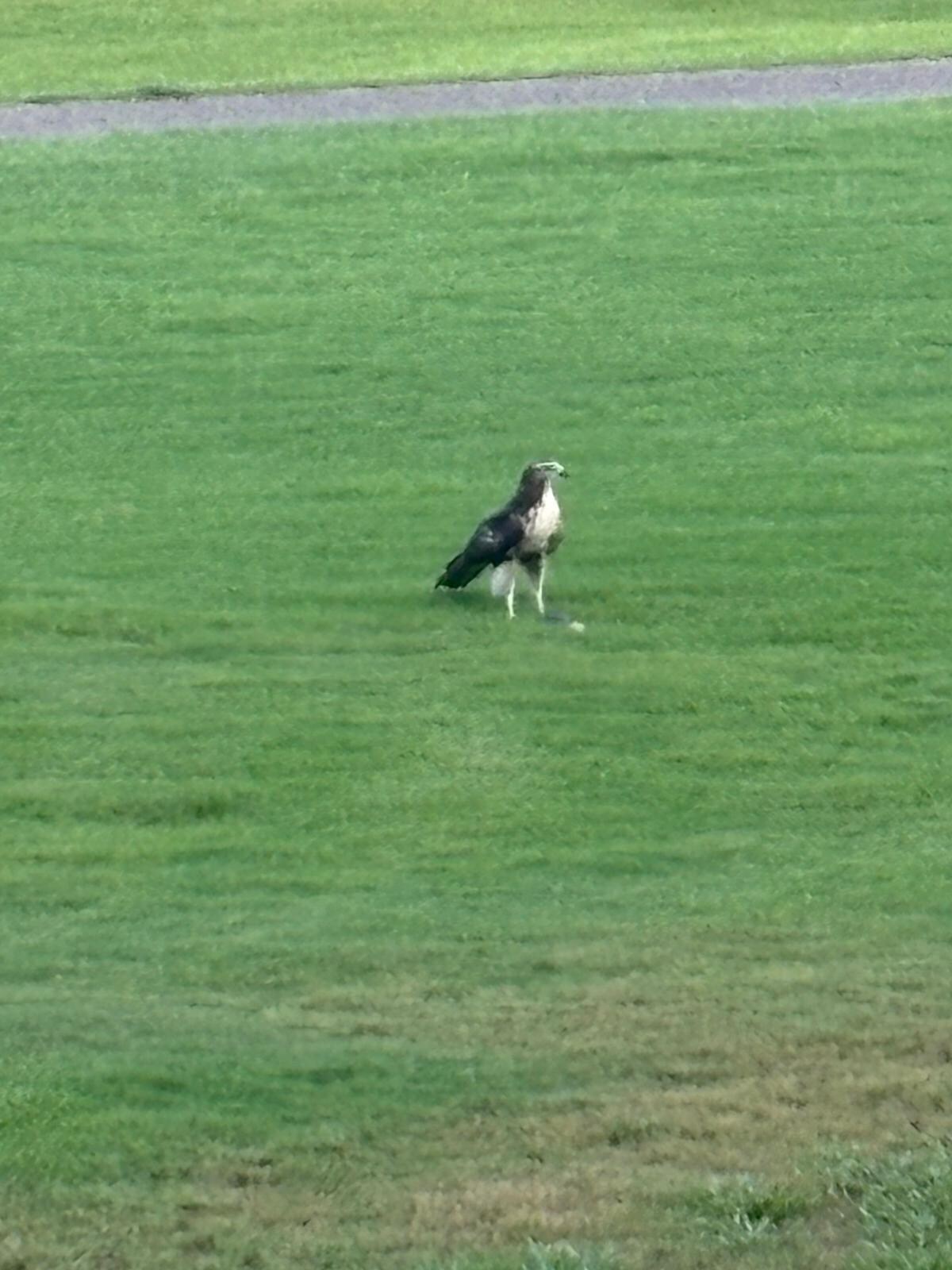 A hawk on the golf club