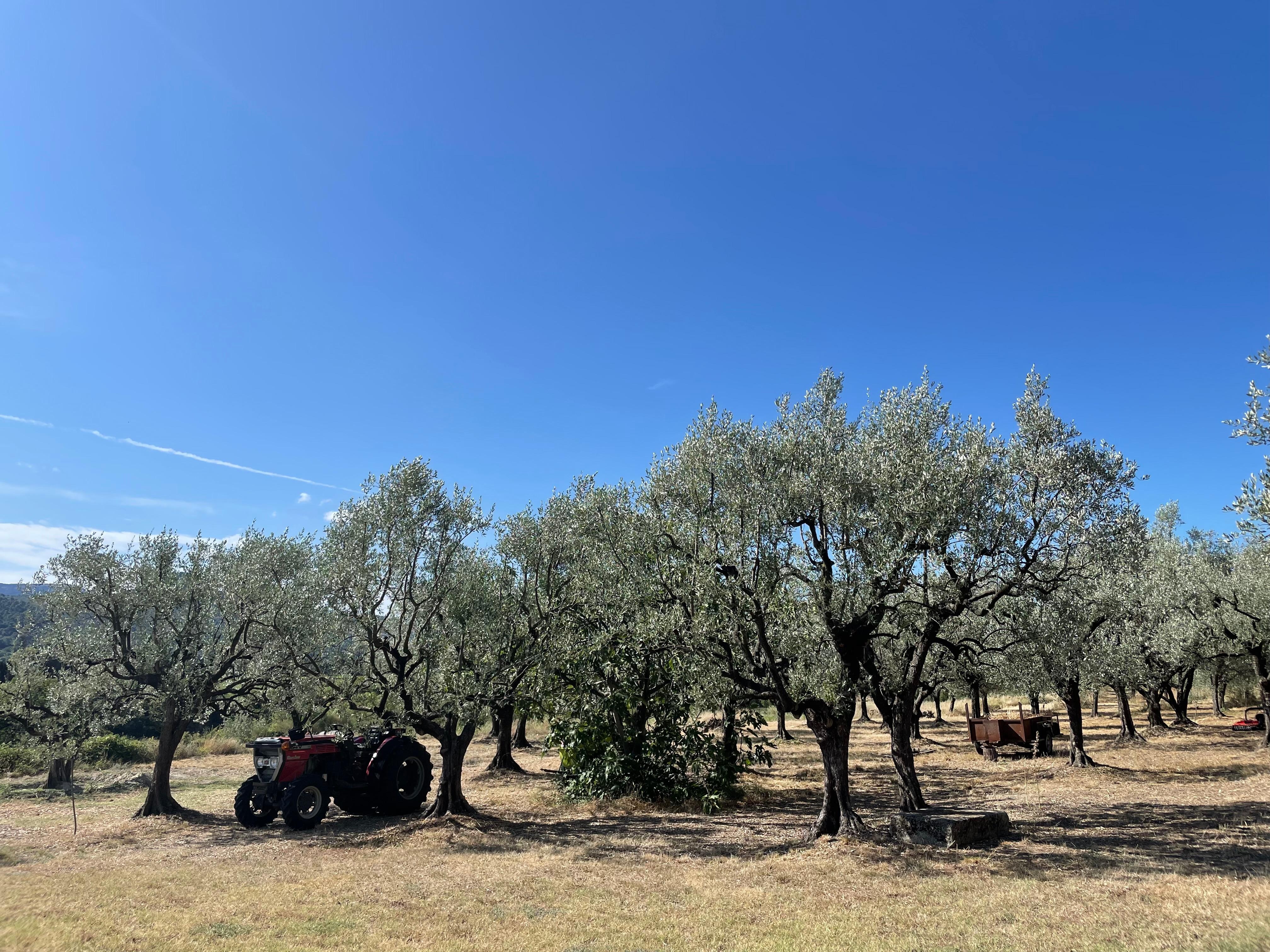 Blick von der Terrasse in den Olivenhain 
