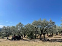 Blick von der Terrasse in den Olivenhain