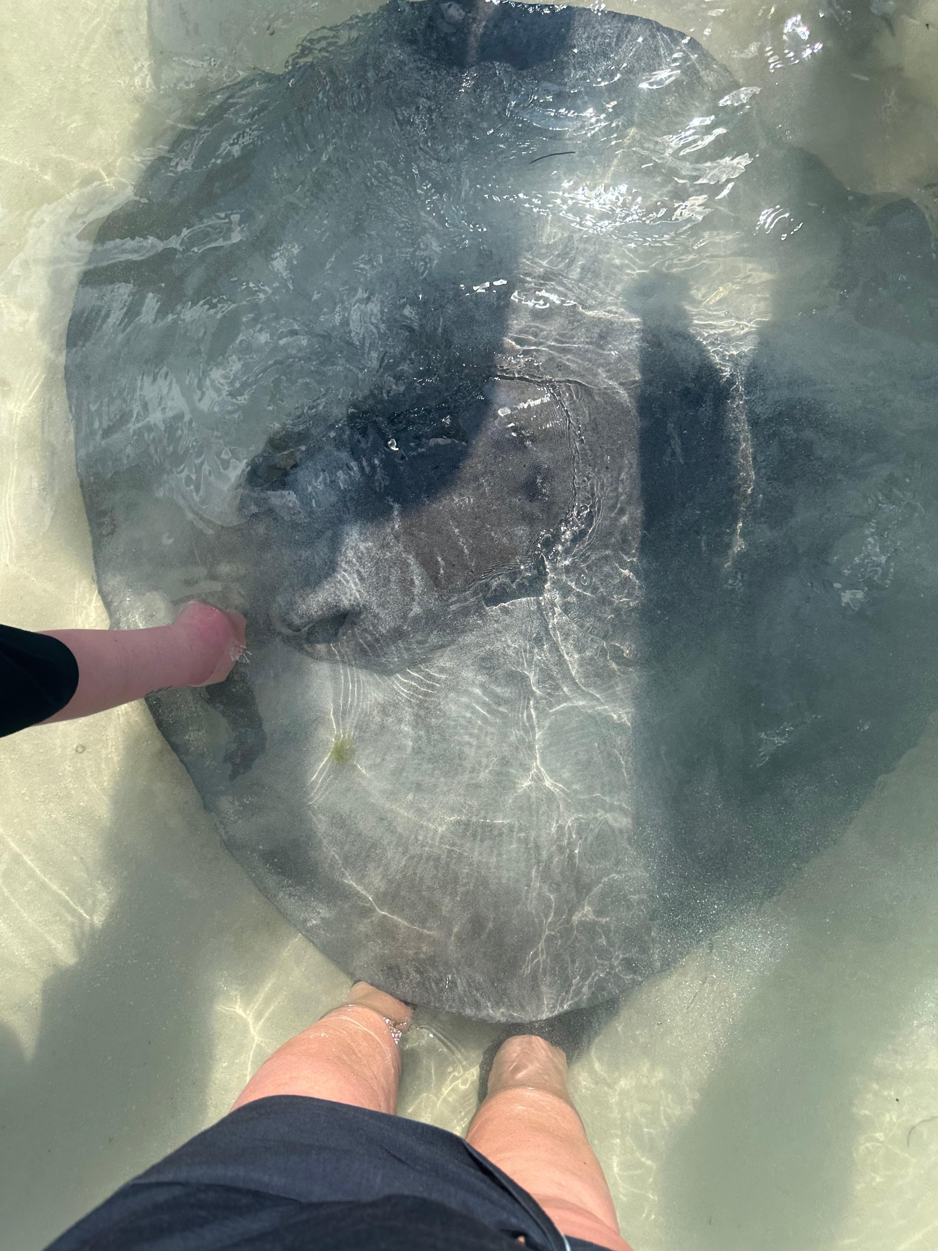 Feeding the stingrays at Caye Caulker