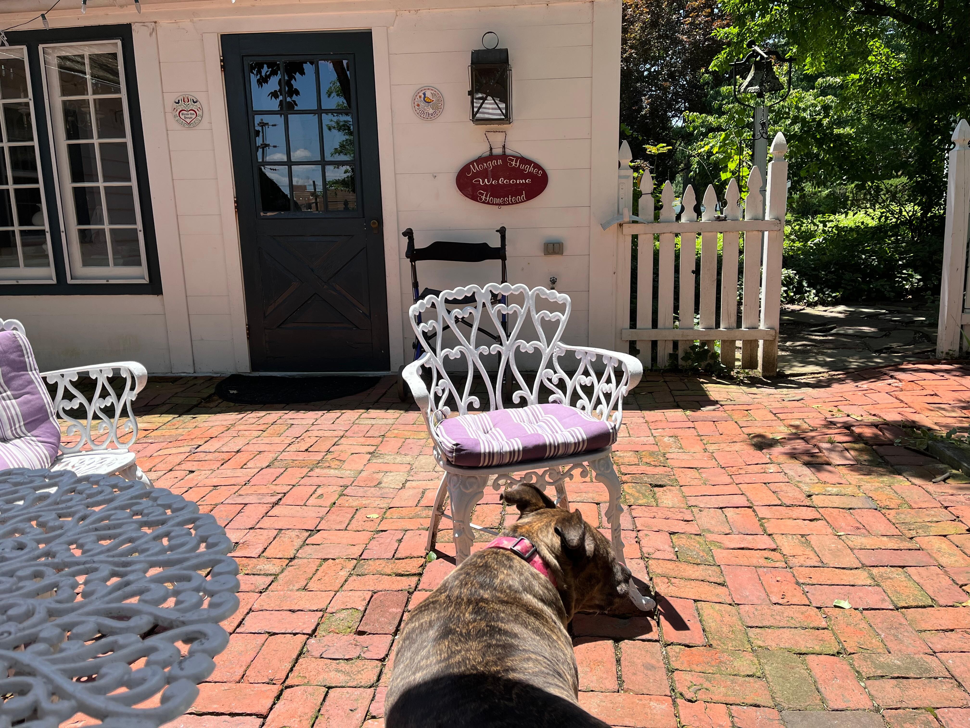 The preferred entrance to the house with our dog wanting to get out of the sun !