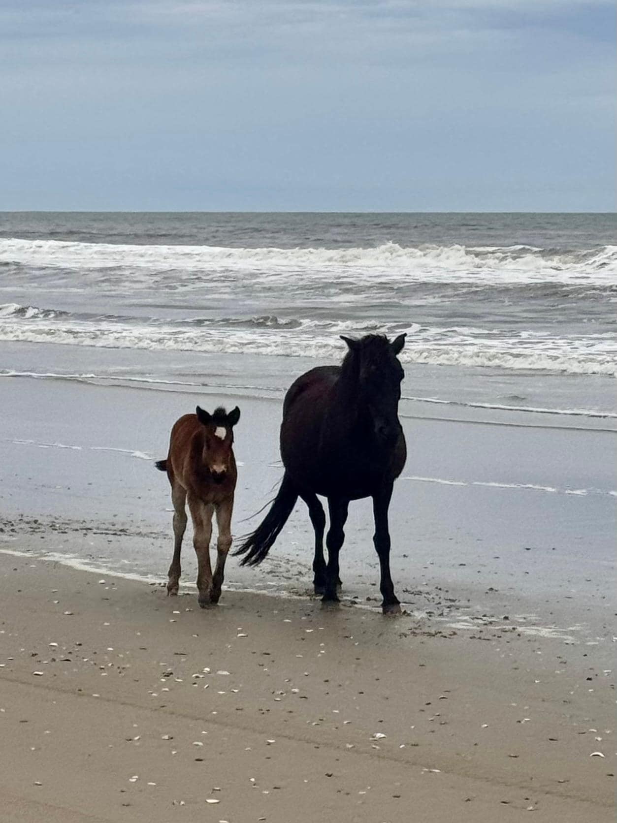 Wild horses of Corolla.