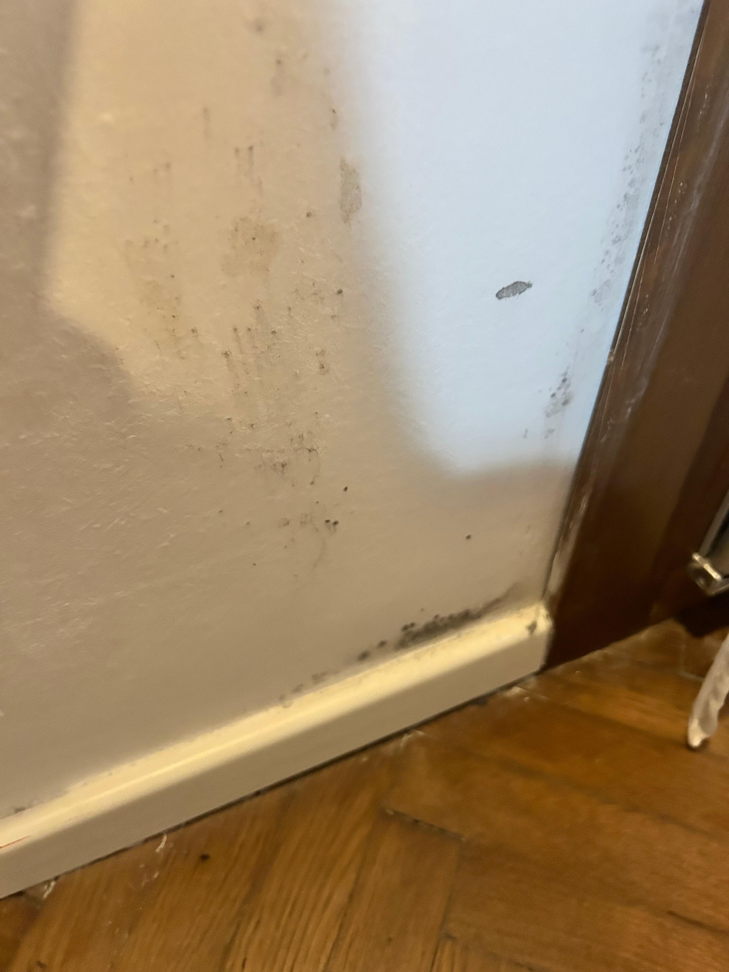 Mold