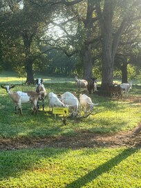 All the goaties