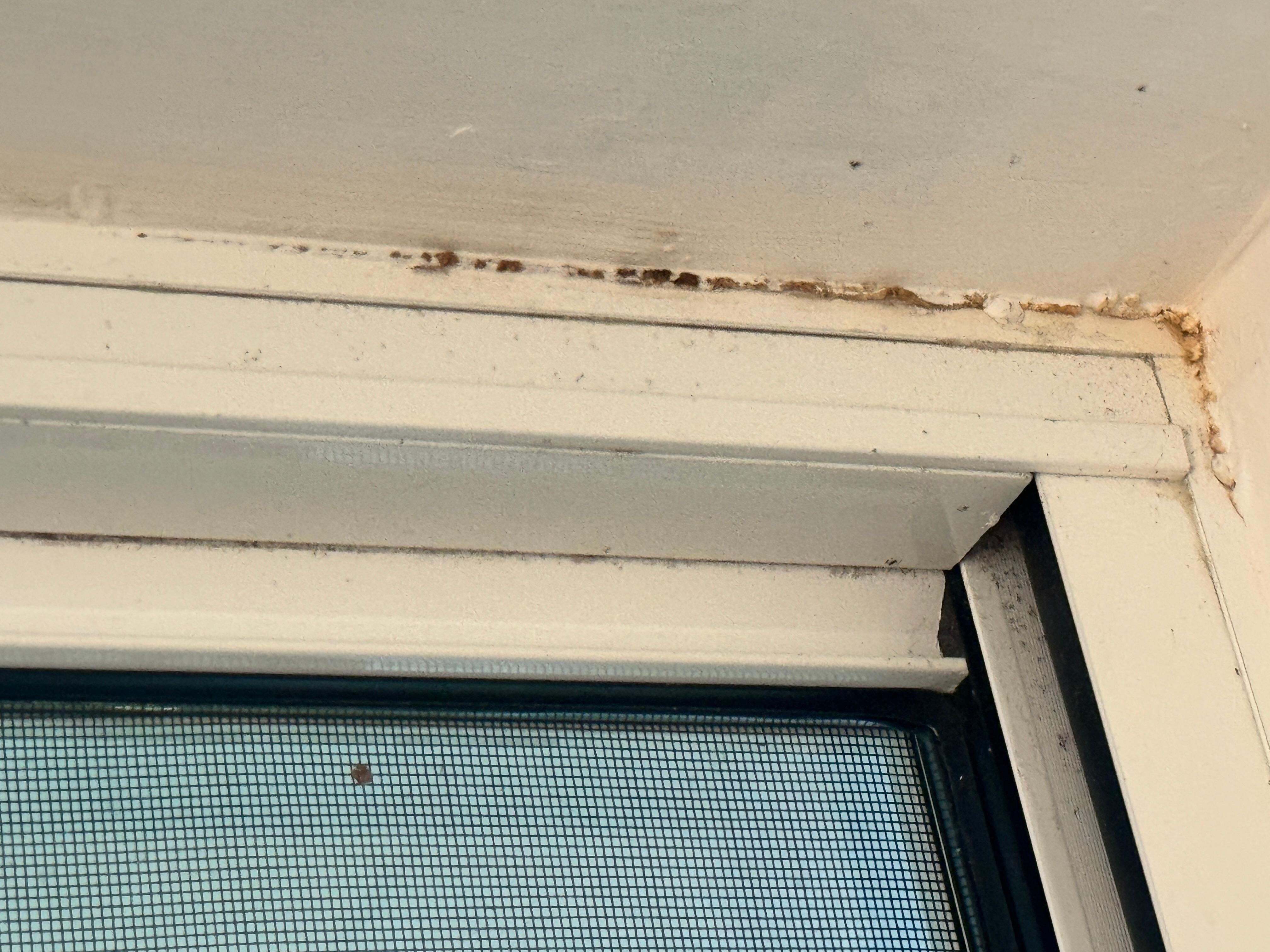 Mould was visible throughout the apartment 