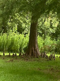A most interesting trees on property,