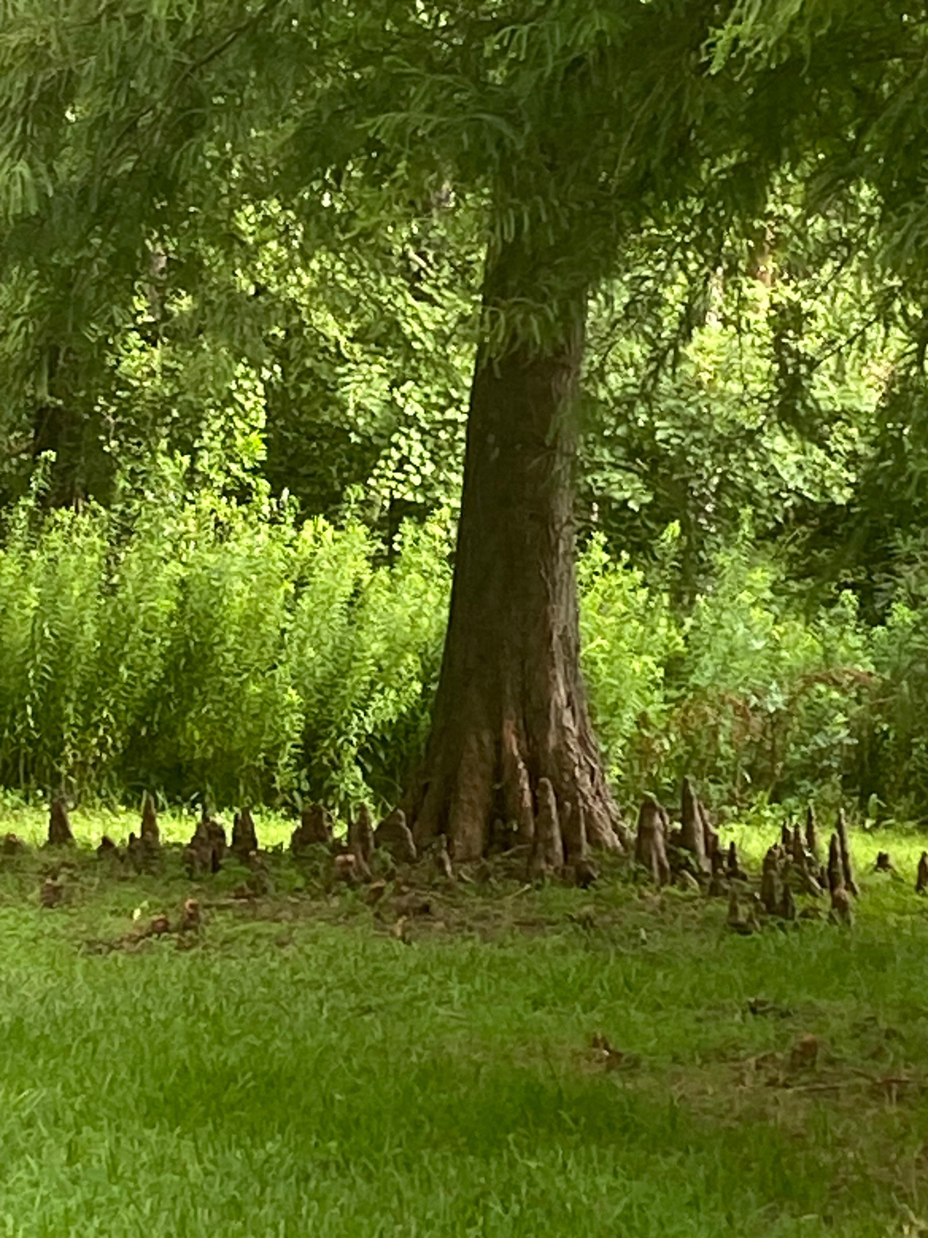 A most interesting trees on property,