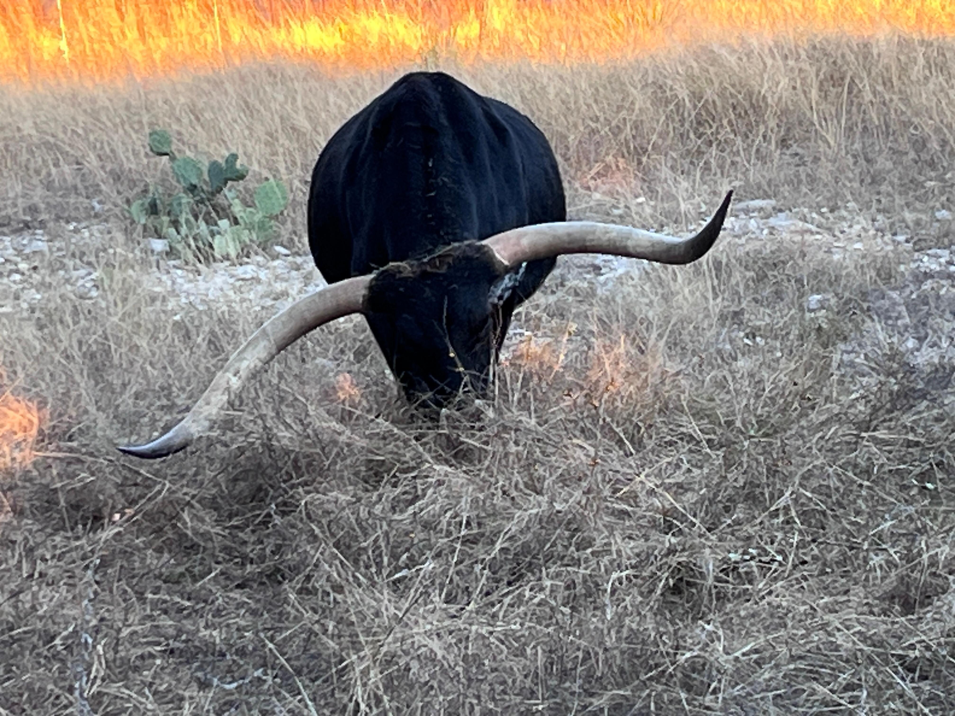 One of the longhorn cattle that spent time around the cabin