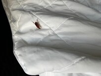 Roach in bed