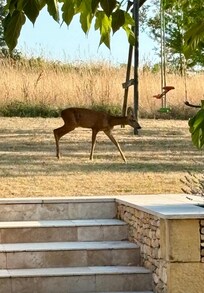 Visitor