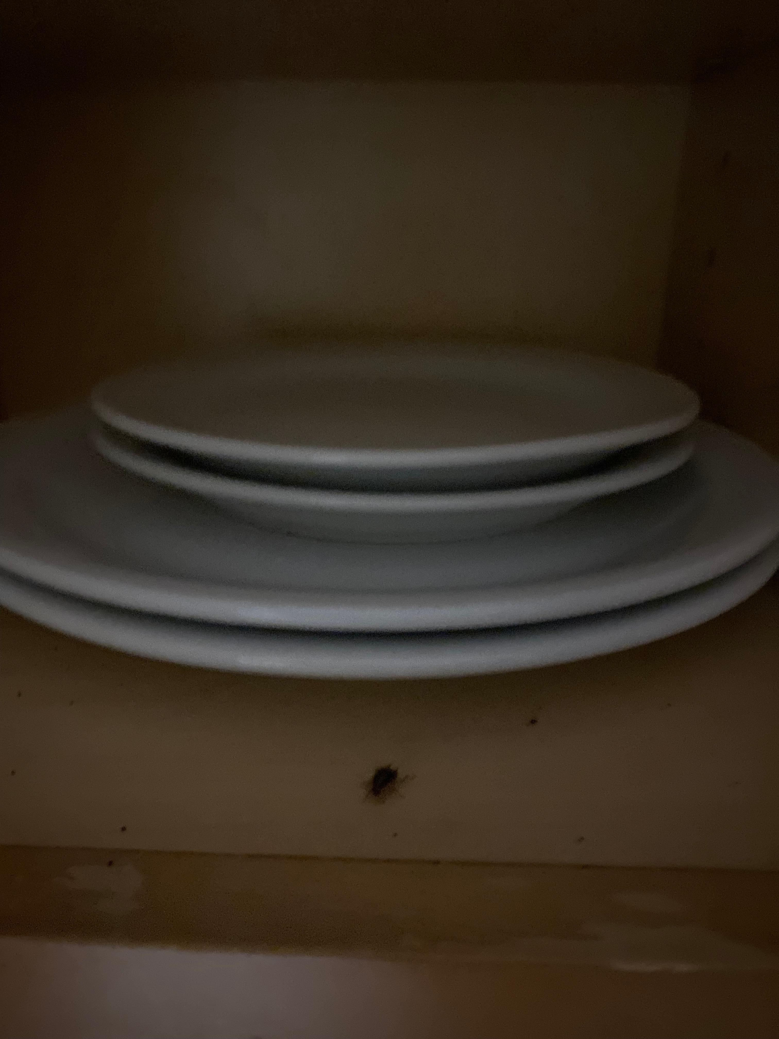 Roaches