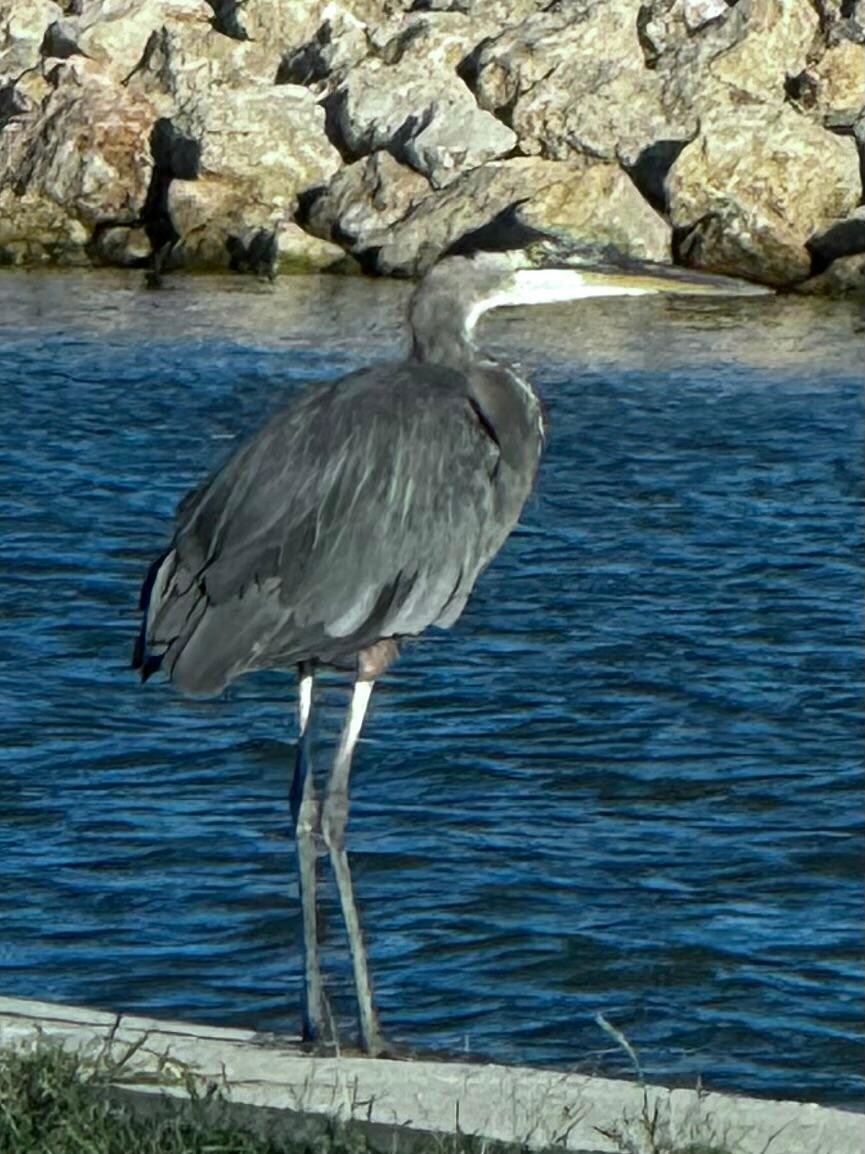 Heron at the park