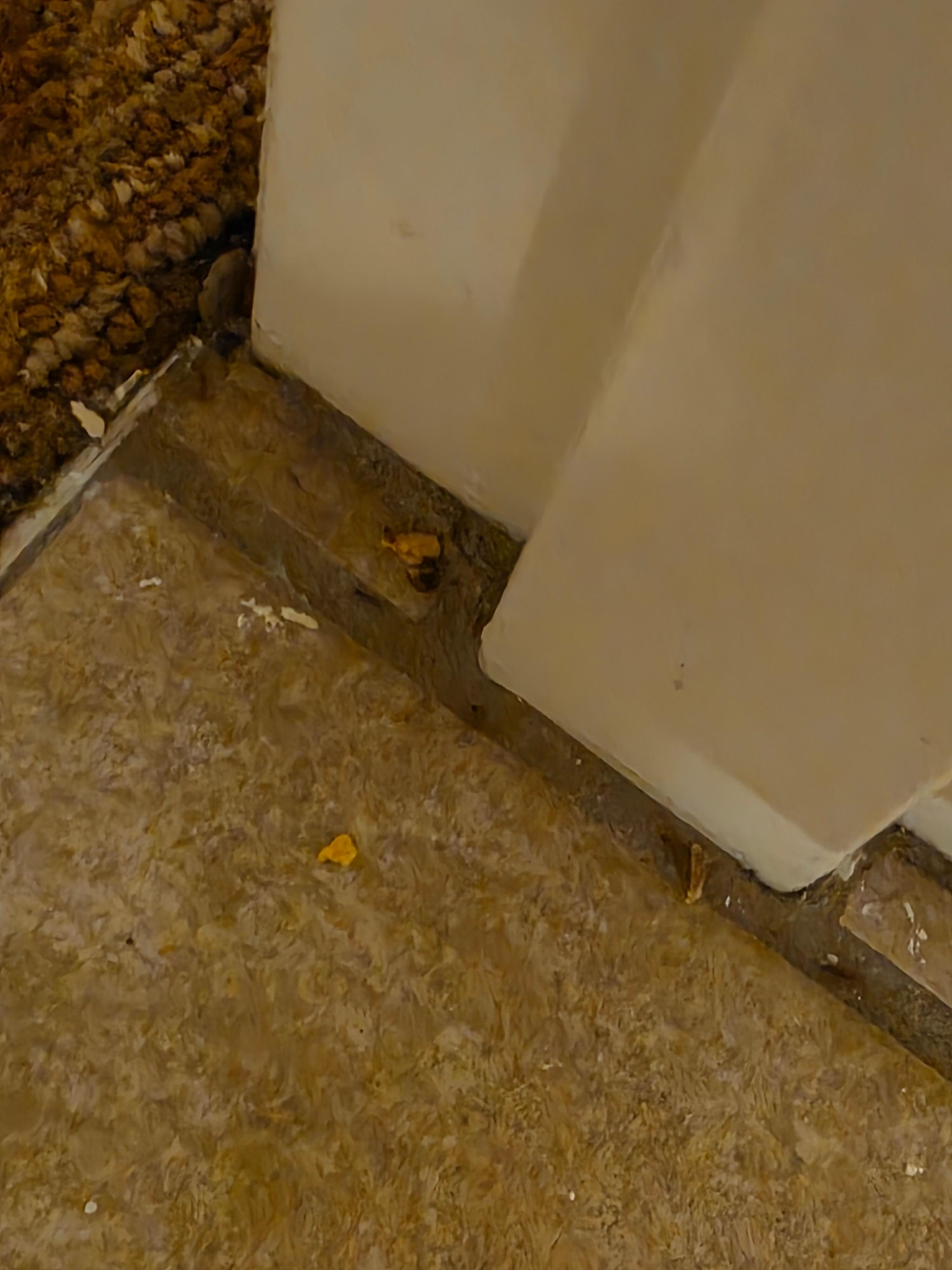Ants coming/going through a crack near the tile floor and carpet