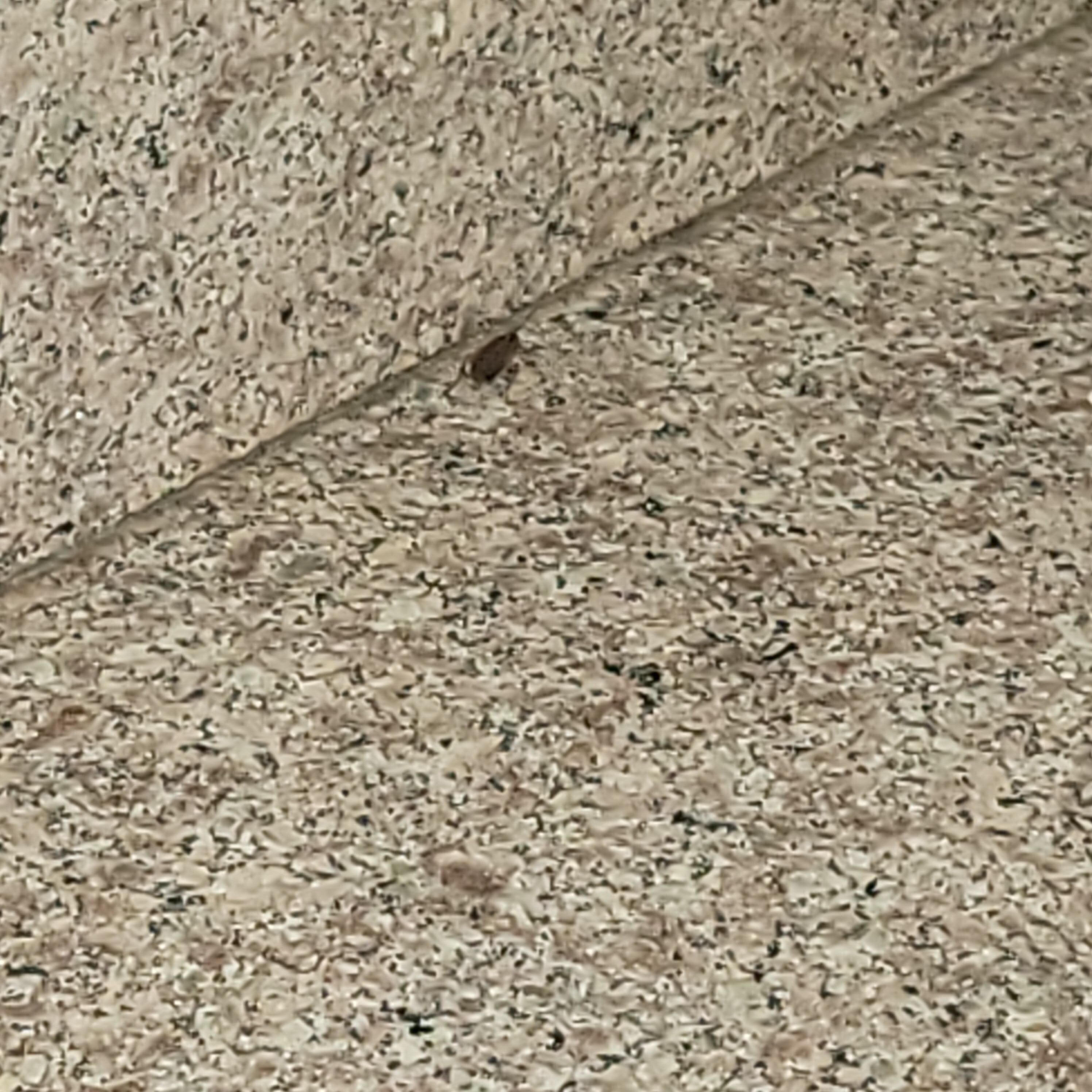 Roach in room