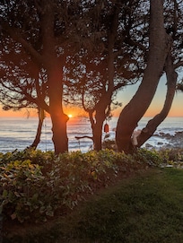 Our Back yard for 2 weeks.