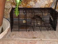Gefangene Ratte