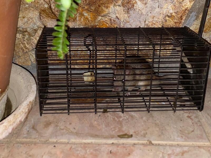 Gefangene Ratte