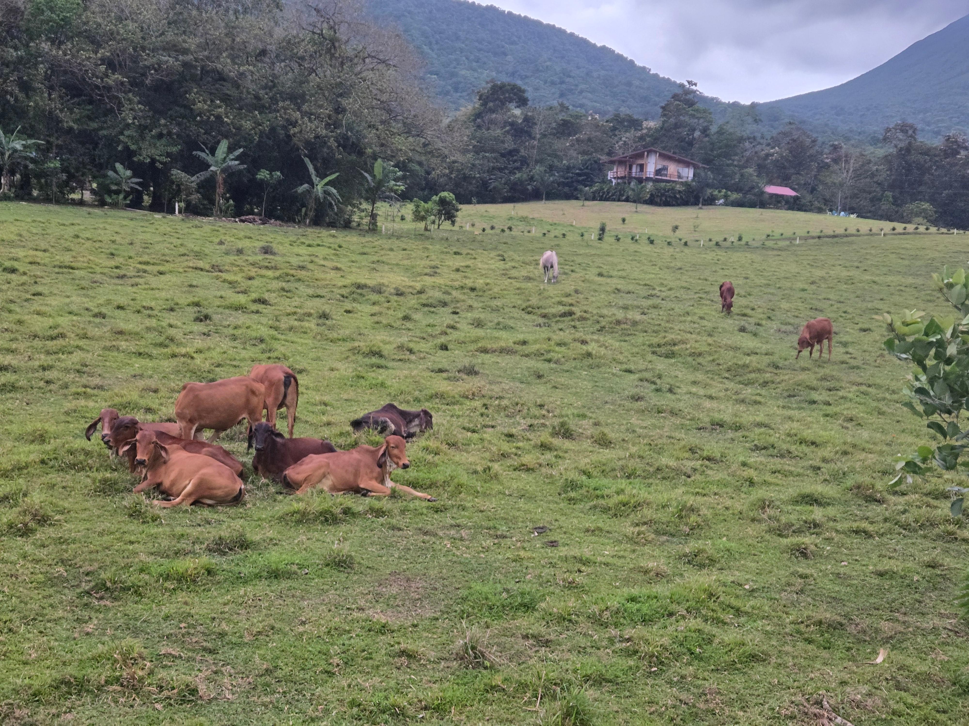 View of the livestock hanging out in the adjacent field. 