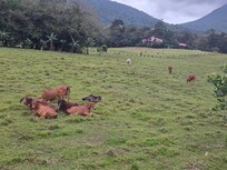 View of the livestock hanging out in the adjacent field.
