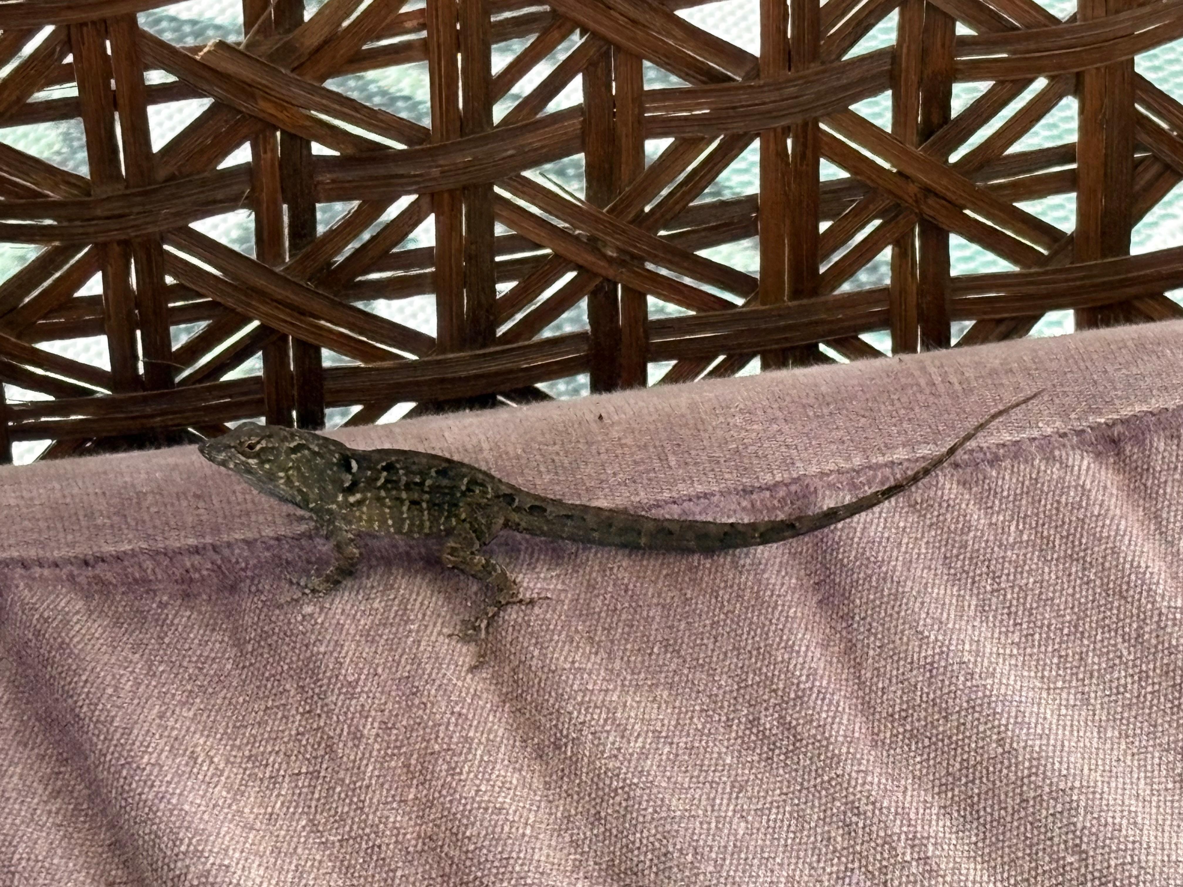 Patio lizard