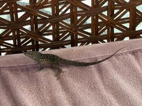 Patio lizard