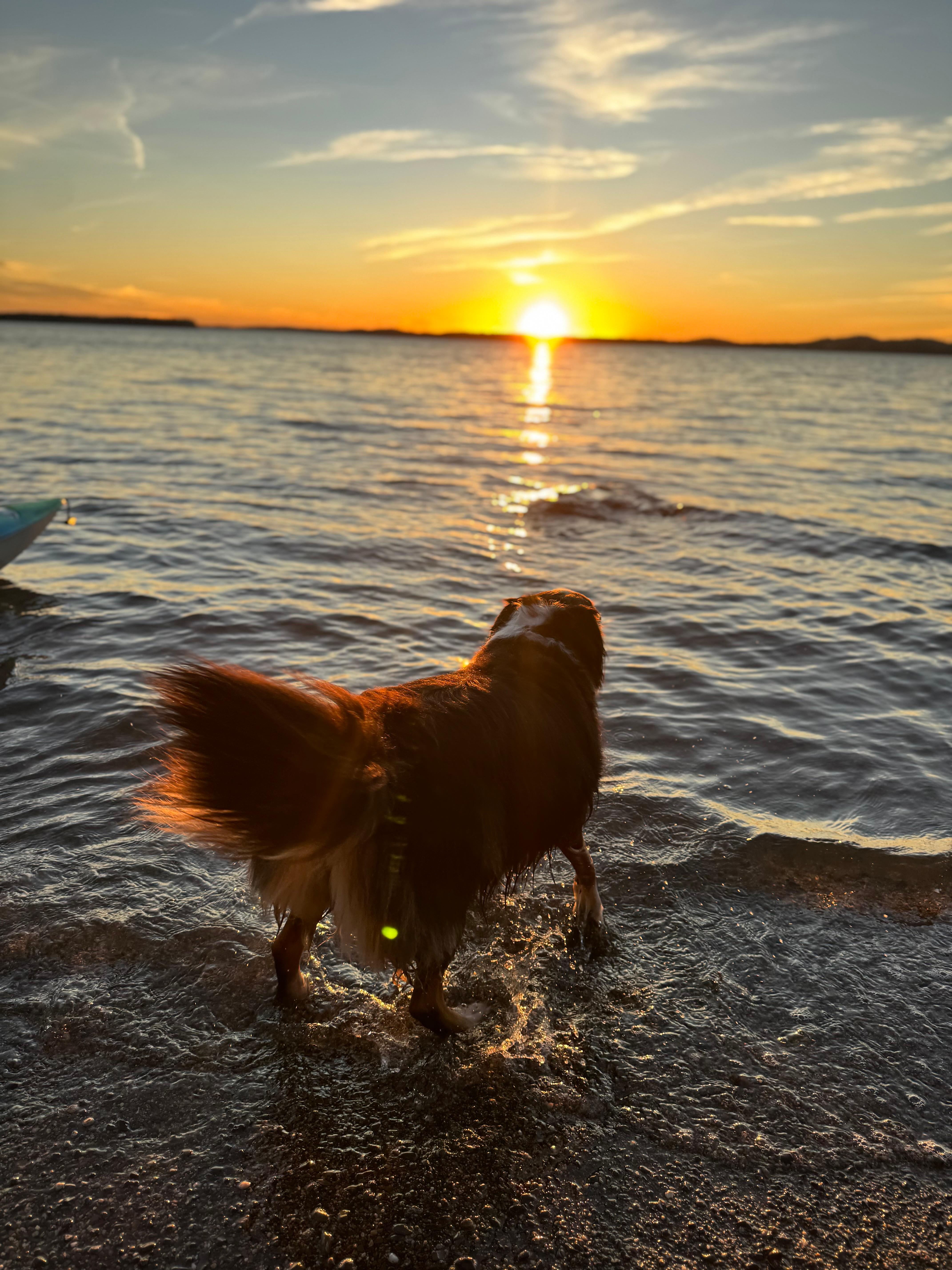 Pup enjoying a sunset swim