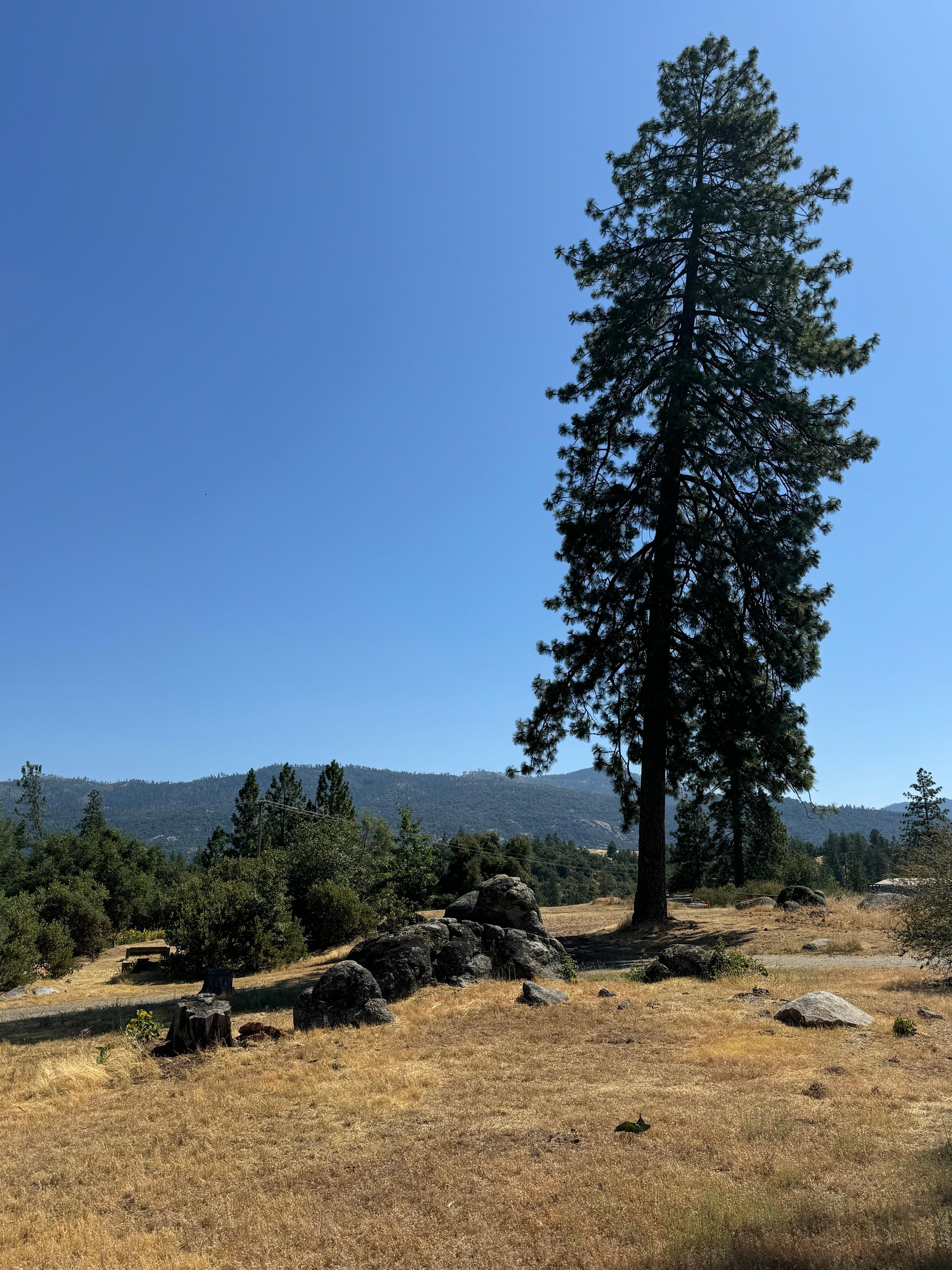 The view 