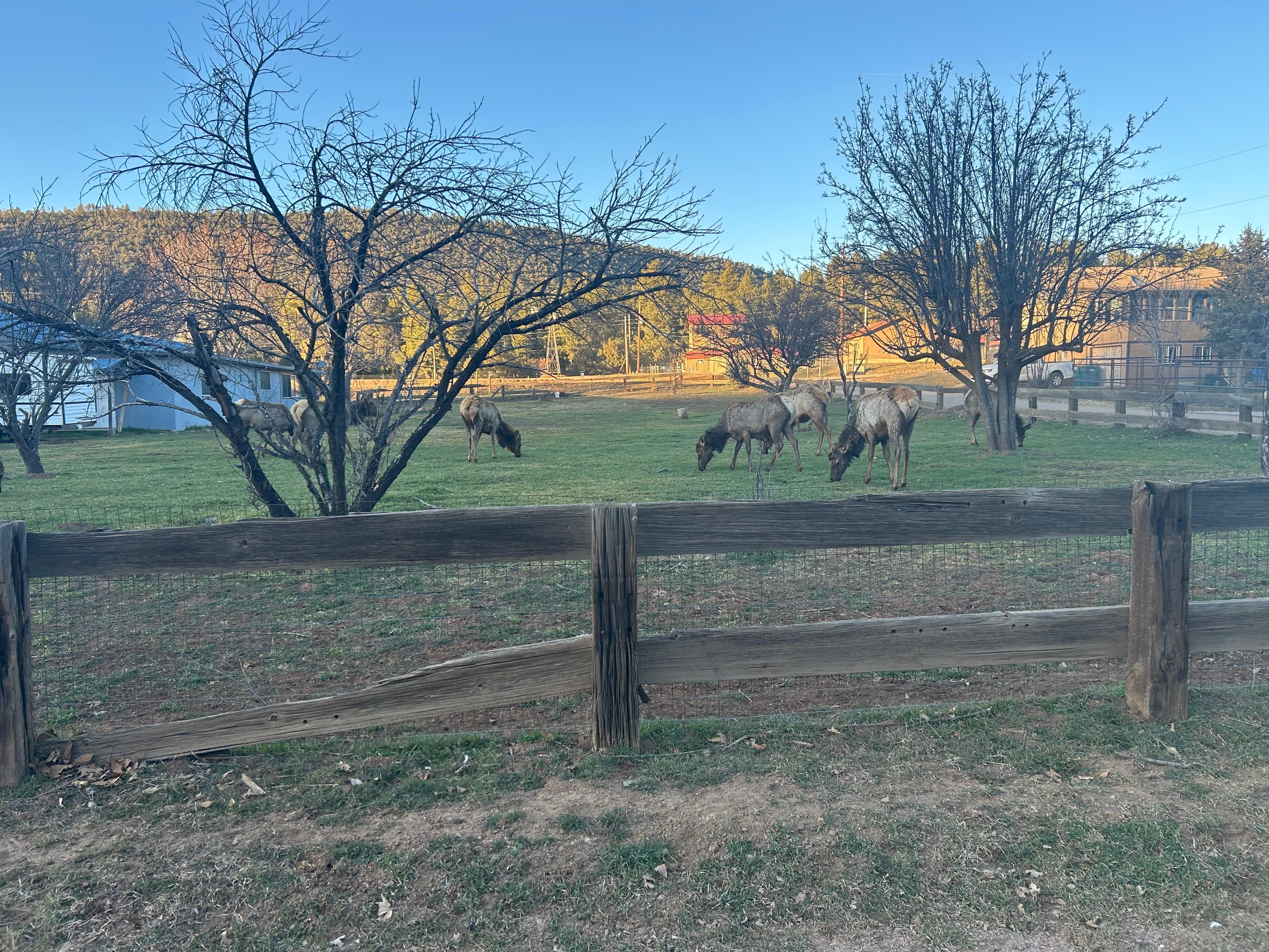 A herd of elk