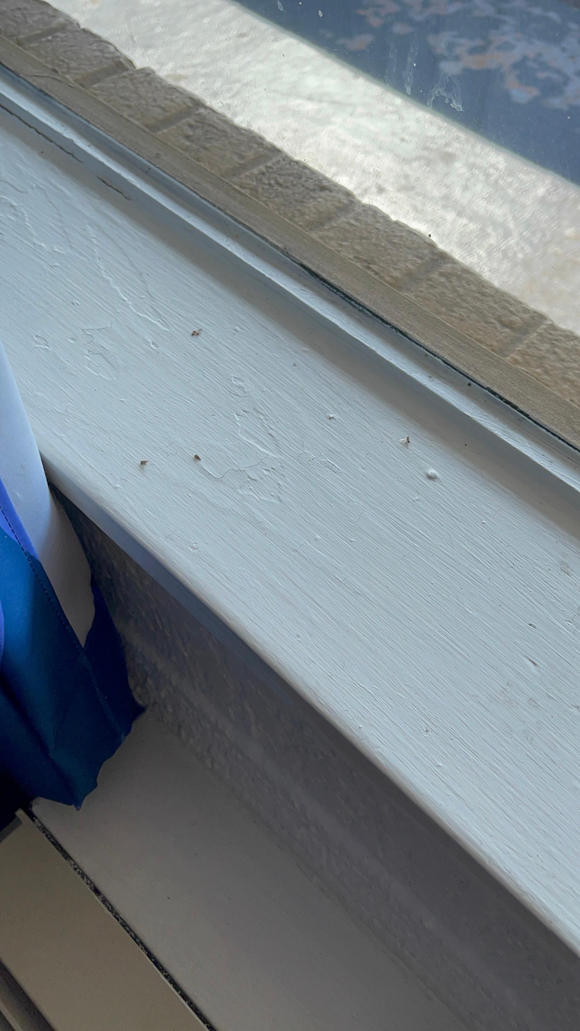 Bugs all over the room