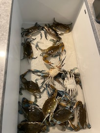 First round of crabs we caught.