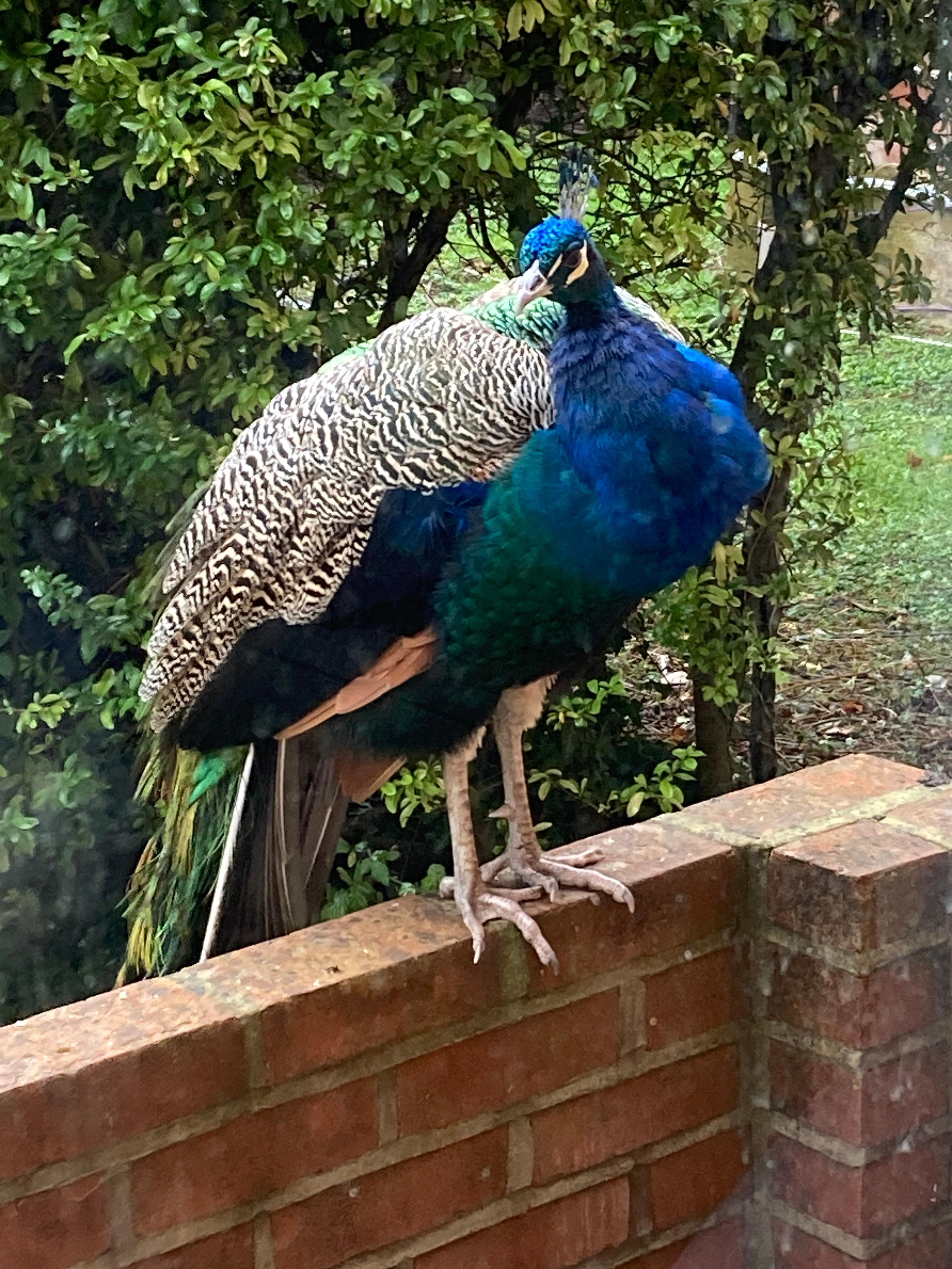 Outside our bedroom one morning. 
