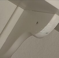 roach