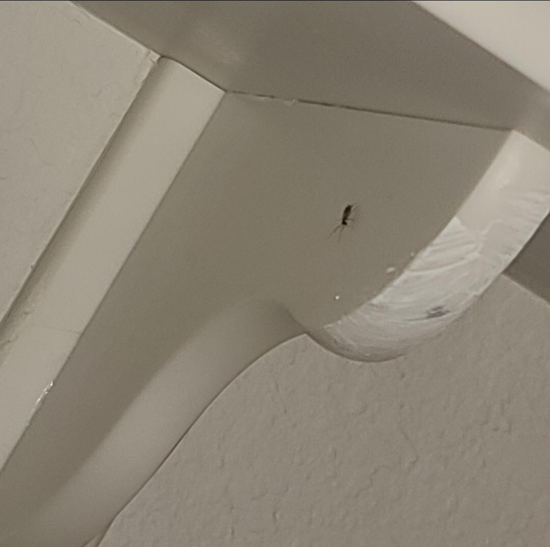 roach