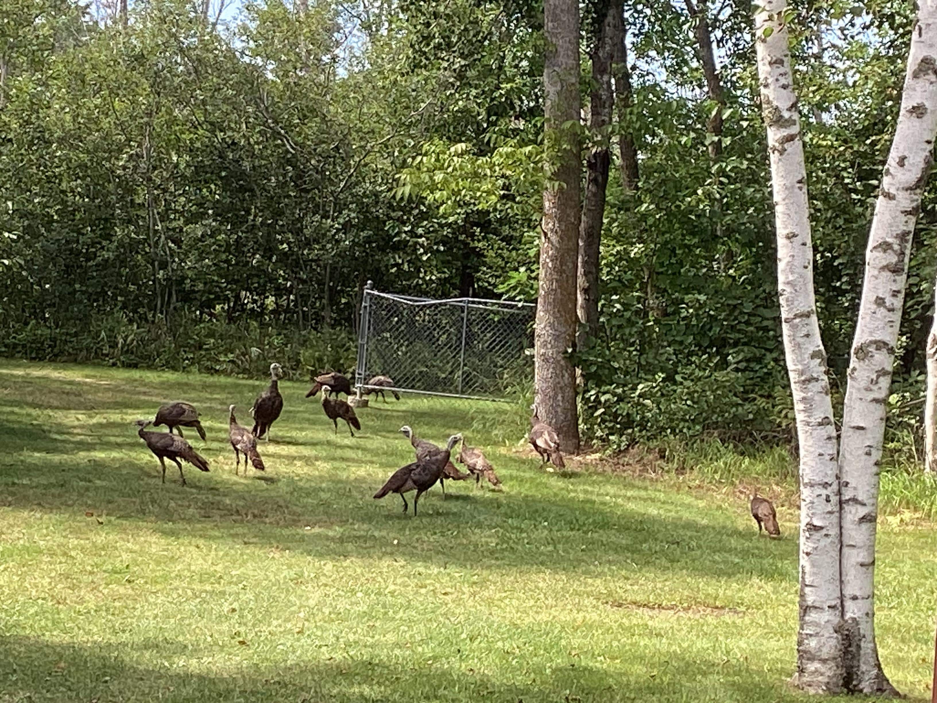 Huge flock of wild turkeys 
