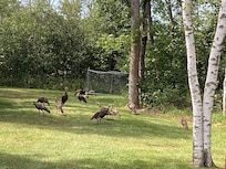 Huge flock of wild turkeys