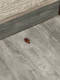 Cockroach in market area