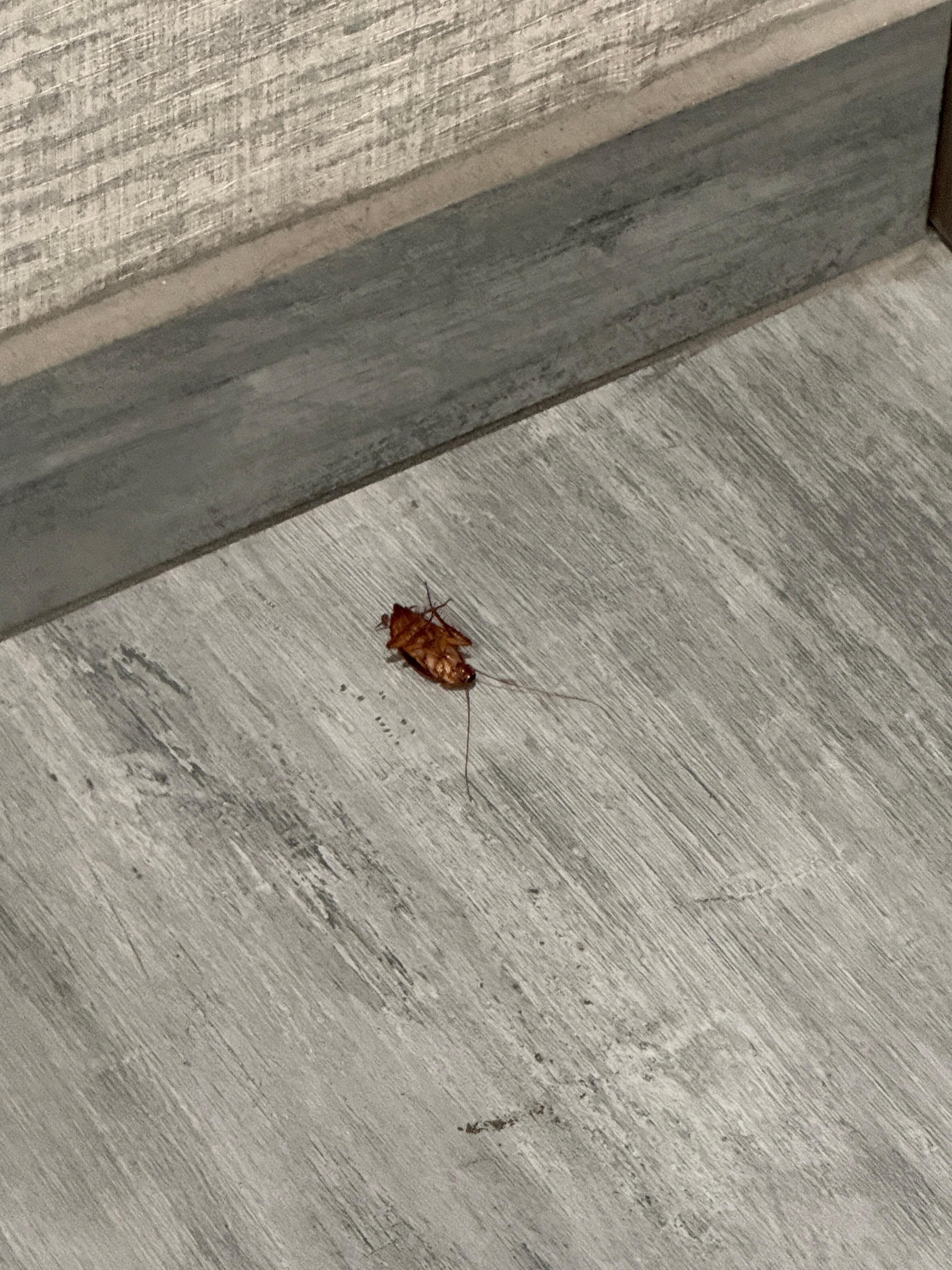 Cockroach in market area